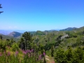 albanie_dardhe_berdhi_i_drenoves_12