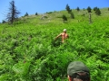 albanie_dardhe_berdhi_i_drenoves_18