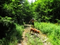 albanie_dardhe_berdhi_i_drenoves_7